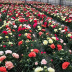 日本、カーネーションやバラも中国に頼っていた！  「品質が良く安価」
