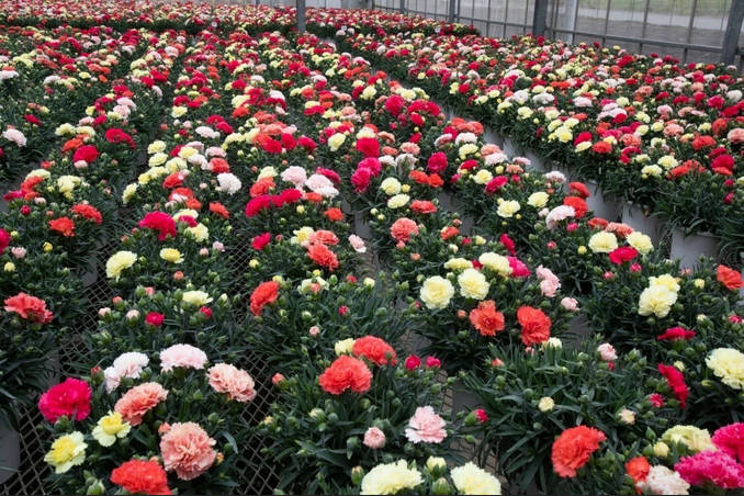 日本、カーネーションやバラも中国に頼っていた！  「品質が良く安価」