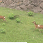 【🦌】京都の鹿を名古屋城に移住させる案浮上　堀には、もみじちゃんとやまむらちゃんというメスの鹿2頭が暮らす