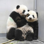 双子パンダ、上野動物園を出発　中国に返還　日本のジャイアントパンダ「ゼロ」に