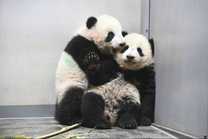 双子パンダ、上野動物園を出発　中国に返還　日本のジャイアントパンダ「ゼロ」に