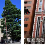 並び立つ「早慶」慶応受験者の半数以上の63％が早稲田を併願するも早大受験生はあえて慶應を併願しない層が