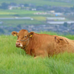 白人「牛は予想以上に賢い。もう食えないかも？」