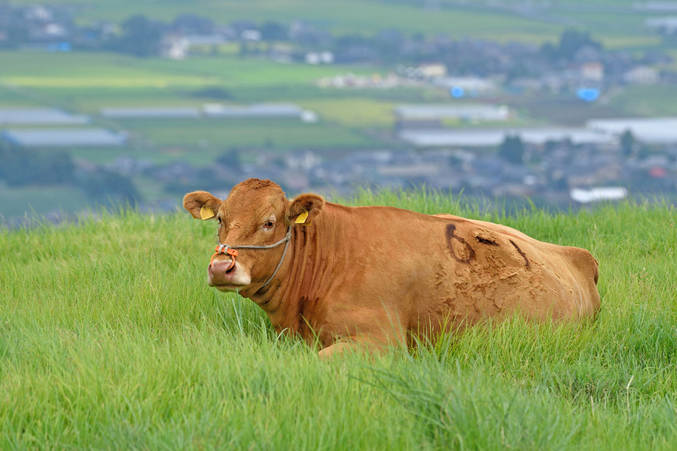 白人「牛は予想以上に賢い。もう食えないかも？」