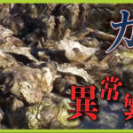 浦安の川でカキが大量発生だホーイ！これで一生食事には困らないチェン 早速獲りに行くウー