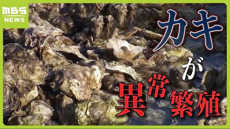 浦安の川でカキが大量発生だホーイ！これで一生食事には困らないチェン 早速獲りに行くウー