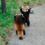 【可愛い】威嚇する姿でもこの可愛さ