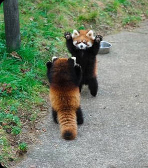 【可愛い】威嚇する姿でもこの可愛さ