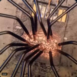 【壊れたmicroSDカードのデータサルベージ】なんというかSF作品とかで見るような光景でワクワクしますね