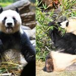 中国SNS「国宝さん、お帰りなさい」「国宝をわが家に迎えよう」のオンパレード