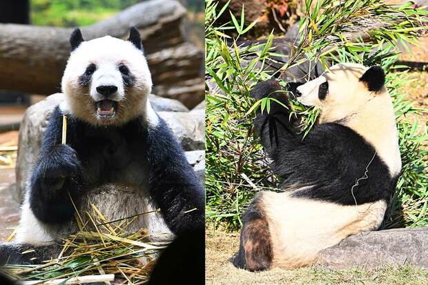 中国SNS「国宝さん、お帰りなさい」「国宝をわが家に迎えよう」のオンパレード