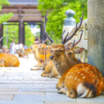 【立憲民主】「なんで今、鹿！？」立憲議員が高市首相に「奈良のシカ」追及…「予算の話して」SNSは大荒れ、支持者からも落胆の声