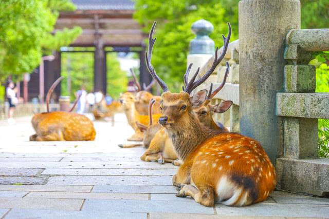 【立憲民主】「なんで今、鹿！？」立憲議員が高市首相に「奈良のシカ」追及…「予算の話して」SNSは大荒れ、支持者からも落胆の声
