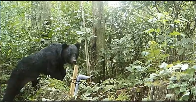 【（・(ｪ)・）】クマ被害 ハンターの人件費支援を　自民党プロジェクトチームが緊急提言とりまとめ　あす政府に申し入れ