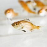 【経済】「世界初の成果」近畿大学、ノドグロの完全養殖に成功したと発表 飼育研究開始から約10年…経過&今後の課題