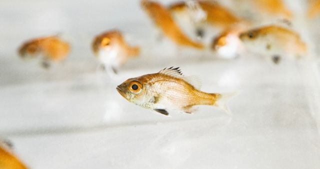 【経済】「世界初の成果」近畿大学、ノドグロの完全養殖に成功したと発表 飼育研究開始から約10年…経過&今後の課題