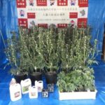 【茨城】グエン容疑者を逮捕　自宅で大麻草100本栽培か