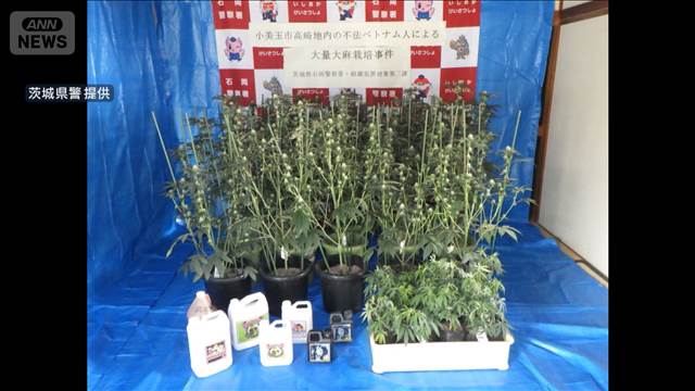 【茨城】グエン容疑者を逮捕　自宅で大麻草100本栽培か