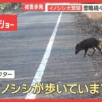 【社会】イノシシ大繁殖…1000頭超　悲鳴続々「田んぼ全滅」　突進で歩行者大けが　車に衝突も