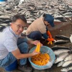 【台湾あれこれ】 台湾産養殖からすみ、色・香り・味の三拍子　食感良く生臭さなし　嘉義県がPR