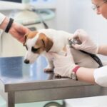 【経済】動物病院の倒産急増、2年連続の最多 ～ 熾烈な競争と高度化による機器投資が重し ～