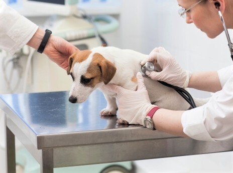 【経済】動物病院の倒産急増、2年連続の最多 ～ 熾烈な競争と高度化による機器投資が重し ～