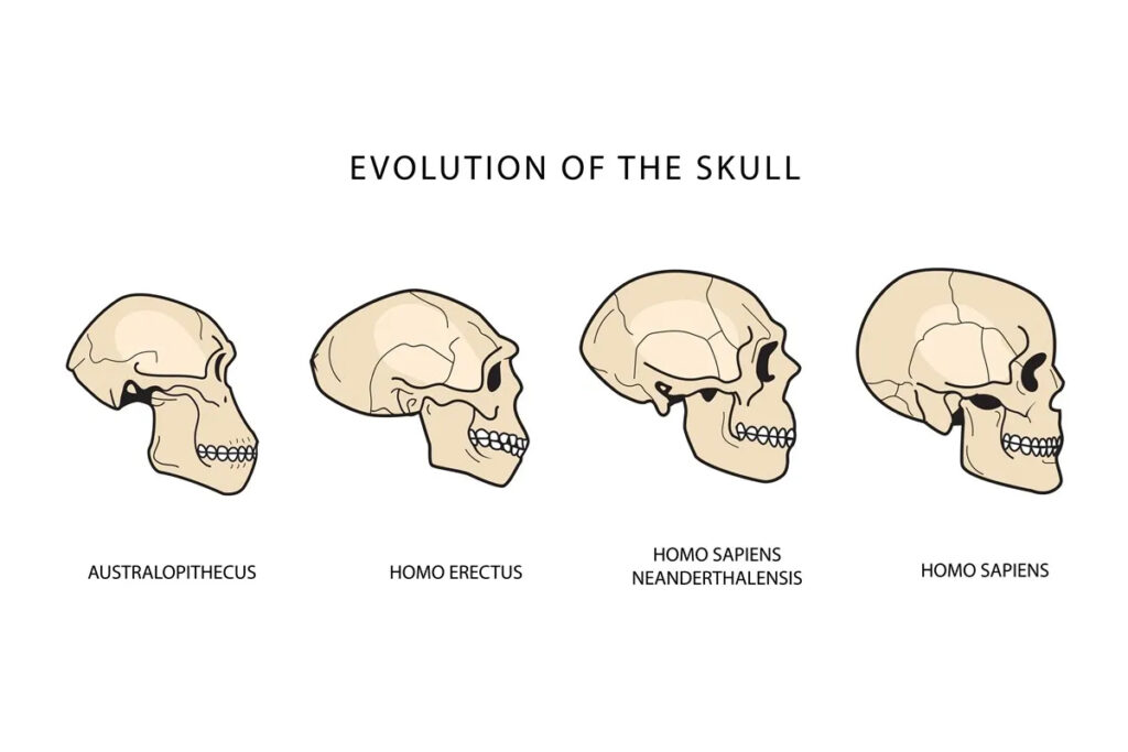 【Eライン】なぜ現生人類にだけあご先の部分「おとがい」があるのか？　性的・社会的シグナル？　ヒトの顔が平たくなった副産物？