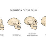 【Eライン】なぜ現生人類にだけあご先の部分「おとがい」があるのか？　性的・社会的シグナル？　ヒトの顔が平たくなった副産物？