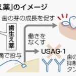 【続報／医療】日本発の「歯が生える薬」、ついに人間への治験が開始へ！！2030年の実用化を目指す
