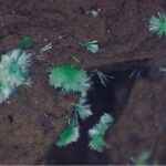 【日光鉱山跡で国内初のネオジムアガード石発見】24年前に鉱山跡から　専門家も驚き「あるとは誰も…」