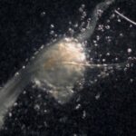 【研究】髪の毛作る「第3の細胞」発見　新たな脱毛症治療に、理研や国内新興