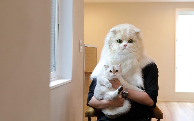 【不動産】「猫を飼わない人は入居お断り」多頭飼い大歓迎！ 保護猫36匹を救った不動産屋の“究極の猫ファースト”家づくりが話題