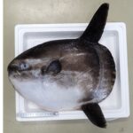 ヤリマンボウから新種の寄生虫4種を発見