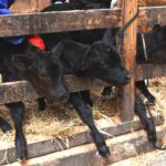 【珍しい】 牛の三つ子の赤ちゃん、富士宮の牧場で誕生　酪農歴45年の場主「4500頭育ててきて初めて」