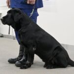 警察犬「のんびりして」と退官式　警視庁、功績たたえ初公開　「ブラックシャドー号」