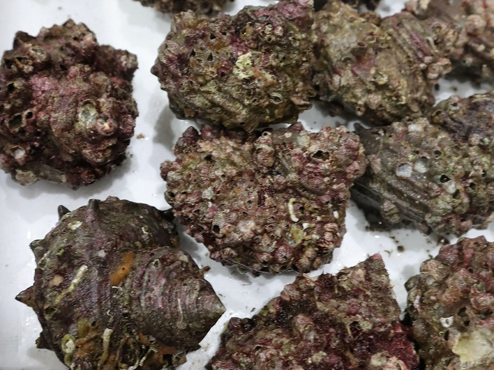 【福井】密漁検挙数が過去5年で最多、その理由は？　4人でサザエ200個超の事例も　敦賀海上保安部