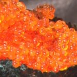 【・・・・】イクラが歴史的高騰　格安トビコに注目集まる　プチプチ感は海外でも人気、輸出5倍に