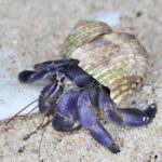 【中国人・ベトナム人犯罪】奄美大島でオカヤドカリ 5200匹大量捕獲事件、市場価値が億単位に上る！！中国人は天然記念物のカメも乱獲、ネットで再燃