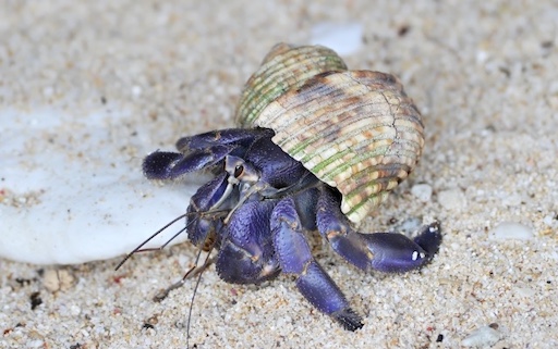 【中国人・ベトナム人犯罪】奄美大島でオカヤドカリ 5200匹大量捕獲事件、市場価値が億単位に上る！！中国人は天然記念物のカメも乱獲、ネットで再燃