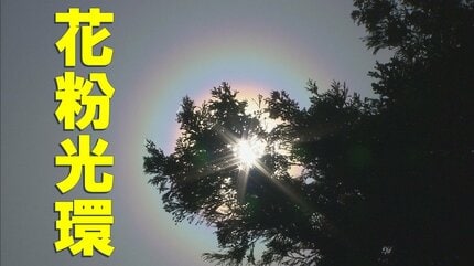 【花粉】去年比、東北730％や北海道420％…花粉が去年より大量に飛散か