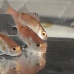 【水産】高級魚ノドグロの栽培漁業に大きな一歩　98％がオスだった稚魚、ある新手法でメスの割合を6倍まで増加