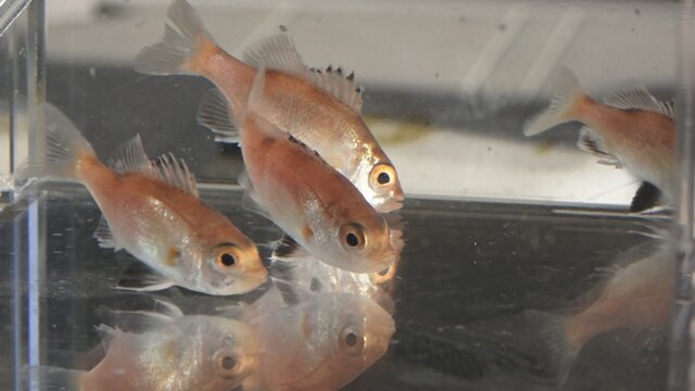 【水産】高級魚ノドグロの栽培漁業に大きな一歩　98％がオスだった稚魚、ある新手法でメスの割合を6倍まで増加