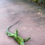 【米国】記録的な寒波の米フロリダ州、「凍って」落ちたイグアナの回収呼びかけ