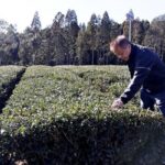 【健康志向・抹茶の世界的人気が上昇、緑茶類輸出額が昨年倍増７２１億円】国・地域別では、米国が２９３億円で最も多く、全体の４割を占めた、欧州や東南アジアでも需要が伸びている