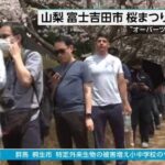 桜まつりの中止を決定…山梨・富士吉田市