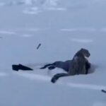 中国でスキー客の女性がユキヒョウに襲われ、顔が血まみれに【動画】