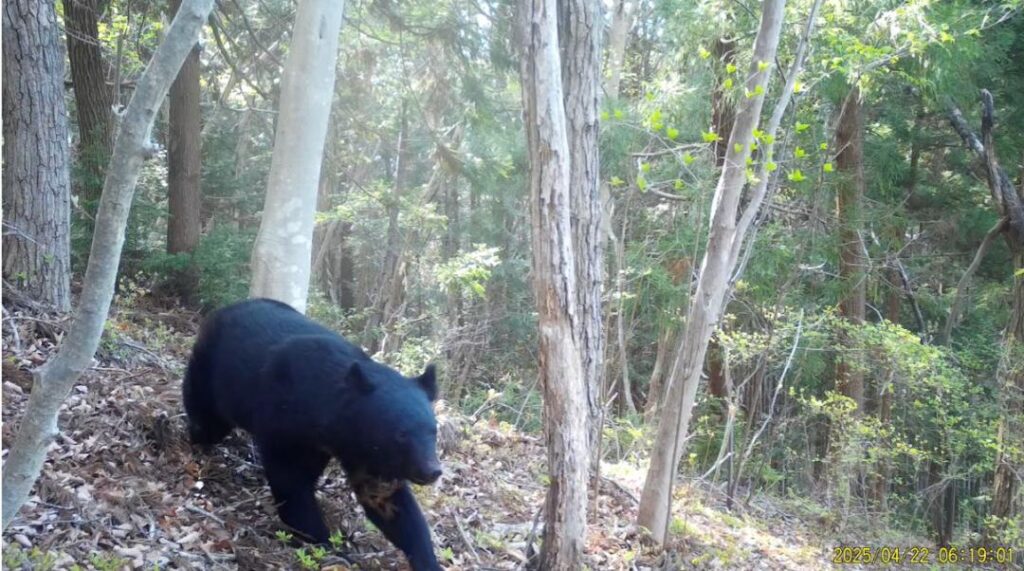 大子町にツキノワグマ出没　茨城県が注意喚起