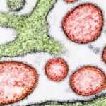 ニパウイルス、厚労省「国内の感染リスク低い」