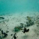 【中国メディア】日本はもう「レアアースに困らない」のか？