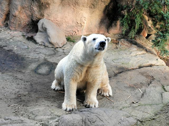 【動物園】ホッキョクグマの「ゴーゴ」死ぬ　徳島の動物園へ輸送準備で麻酔中